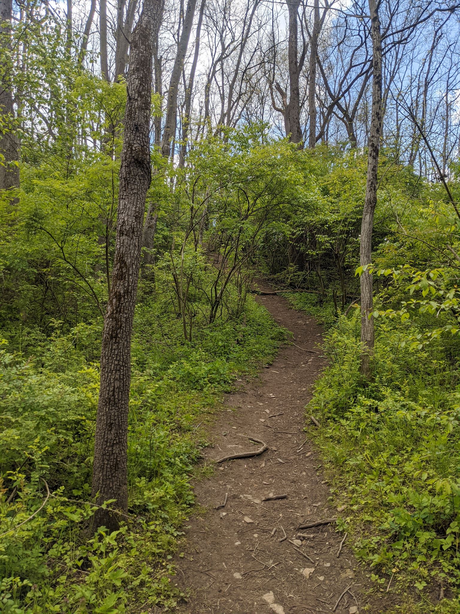 Trail view
