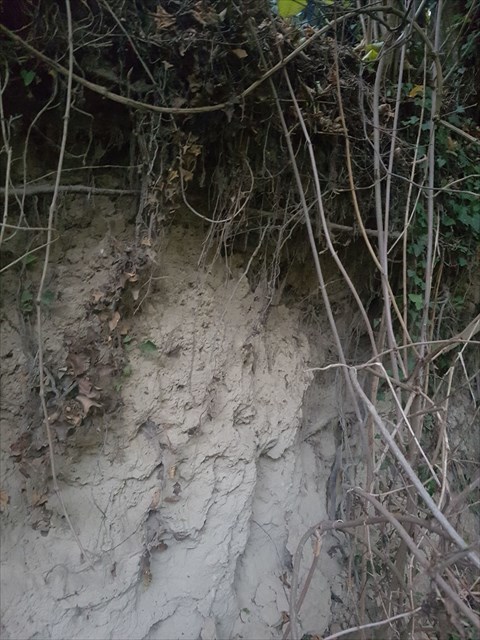 Bodenprofil Altkinzig (Stage 1)