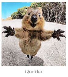Quokka