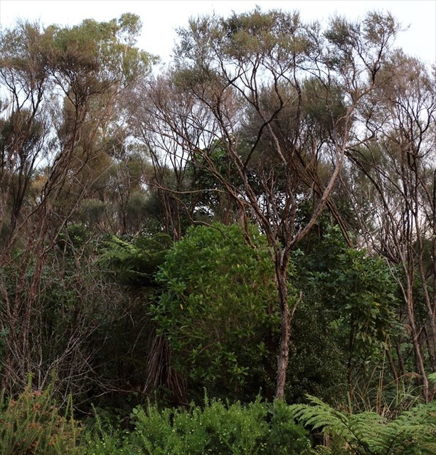 GC7PKYG NZ Native Trees 25 Manuka (Upper Hutt) (Multicache) in
