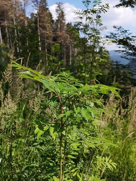 Už to tu rastie na tomto vrchole 8.8.2020