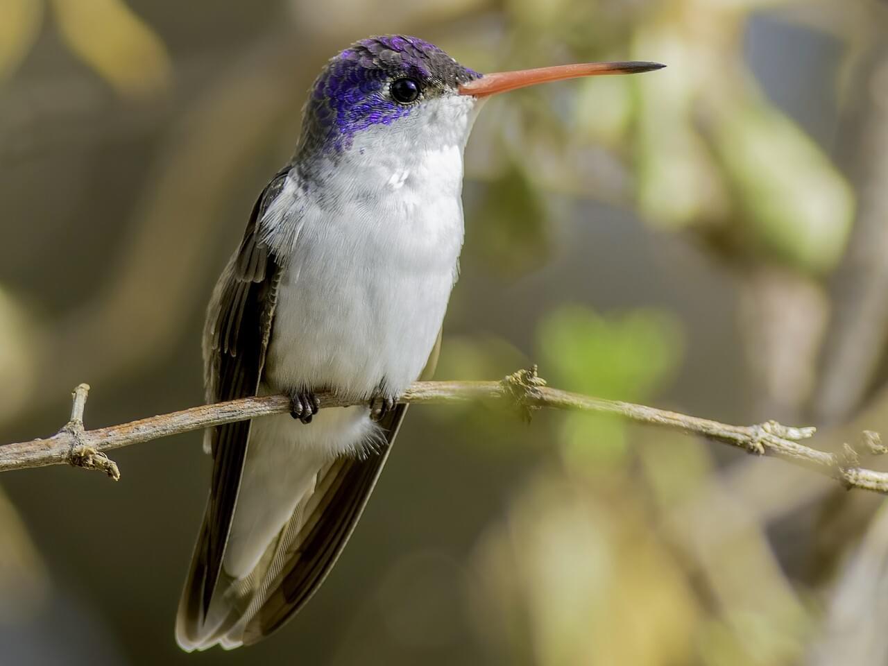 Violet-crowned Hummingbird