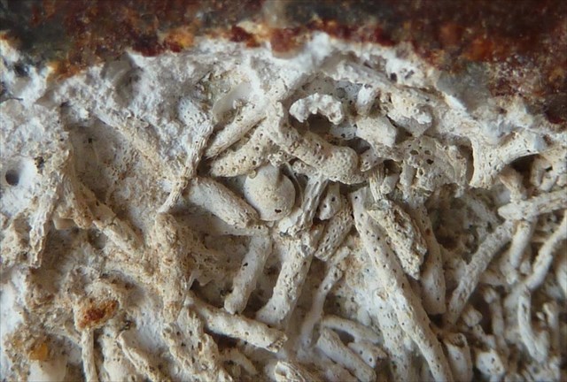 Silurischer Korallenkalk