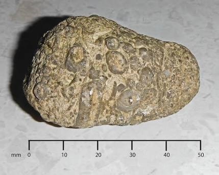 A picture containing animal Description generated with very high confidence