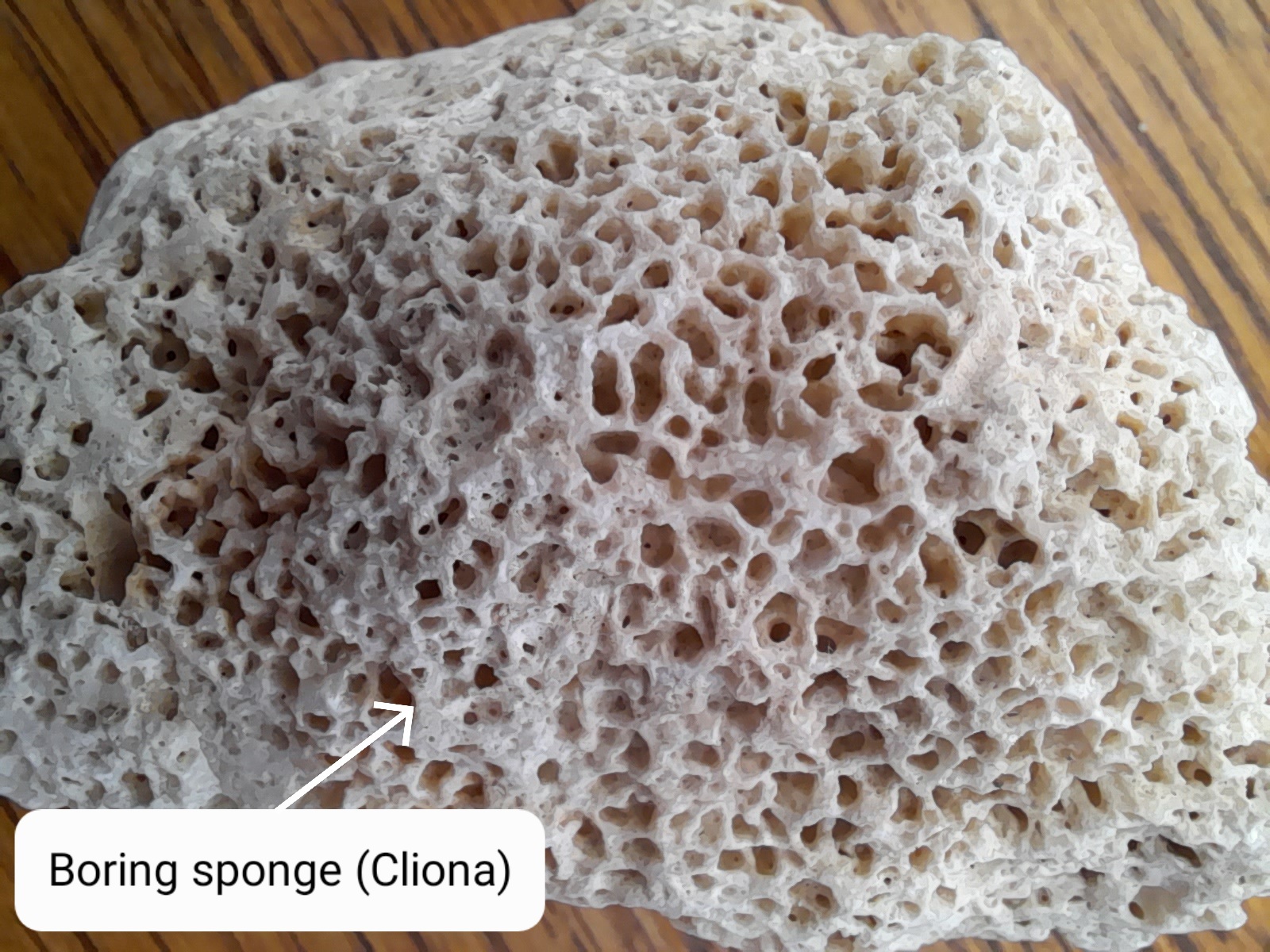 Boring sponge
