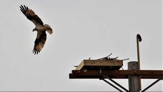 Electronic Evergreen