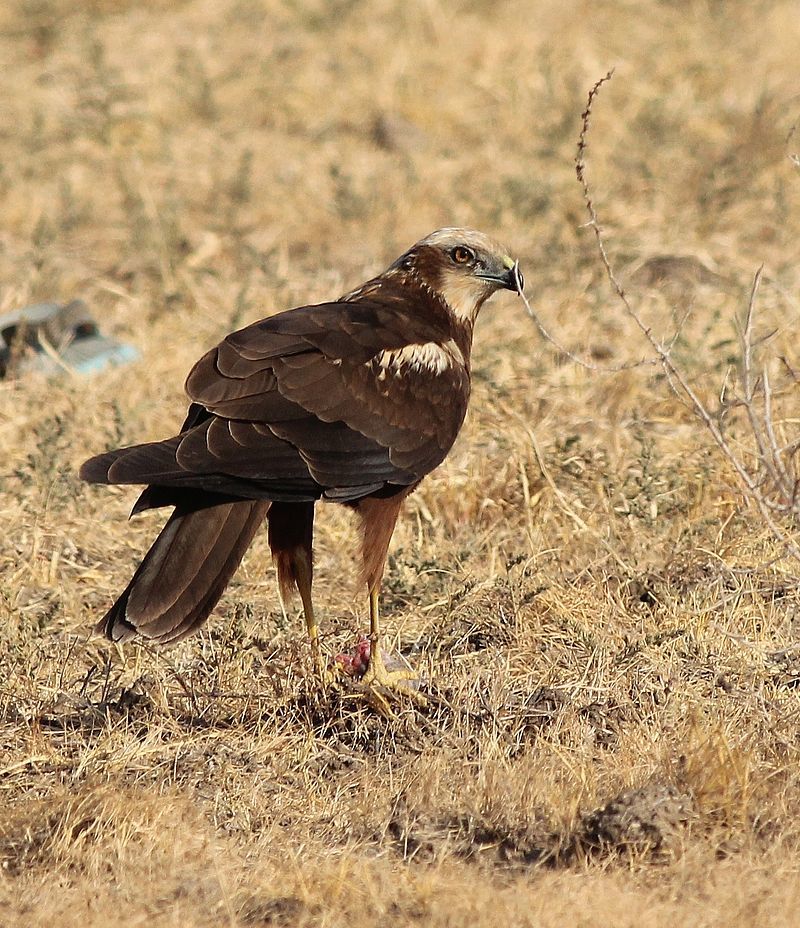 Näytetään 800px-Eurasian_Marsh_Harrier_Circus_aeruginosus_by_Dr._Raju_Kasambe_DSCN2872_(31).jpg