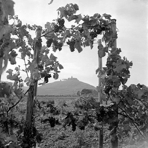 Ostseite Michaelsberg