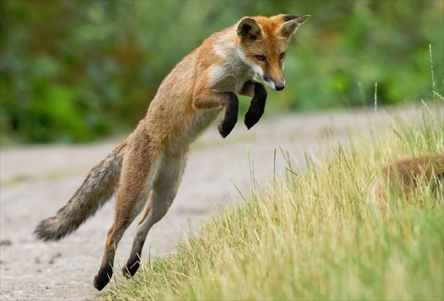 LEAPing fox