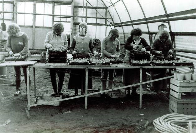 Brigademitglieder beim Pikieren