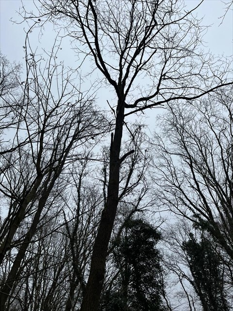 boom_met_hengelcache