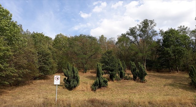 Blick vom Regenwasserrückhaltebecken zur Halde.