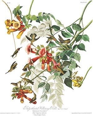 Audubon Illustration of this bird