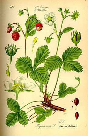 Fraise des bois