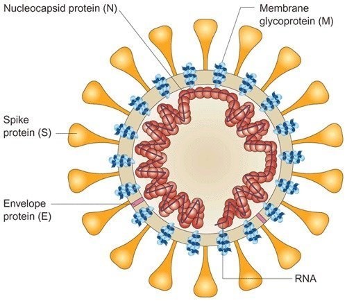 Coronavirus schema