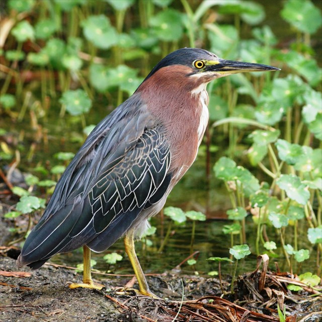 GC6C8Y6 Green Heron (Traditional Cache) in Michigan, United States