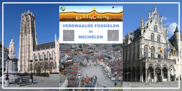 Verdwaalde Fossielen in Mechelen Verdwaalde Fossielen in Mechelen