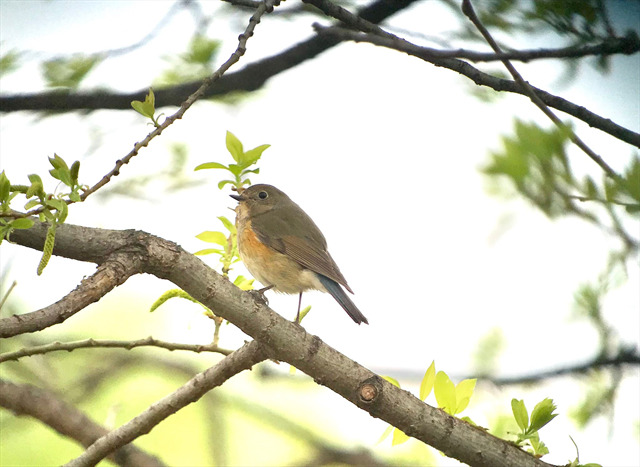 딱새, 암컷 Daurian redstart.