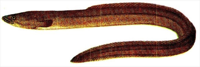 Fisch5