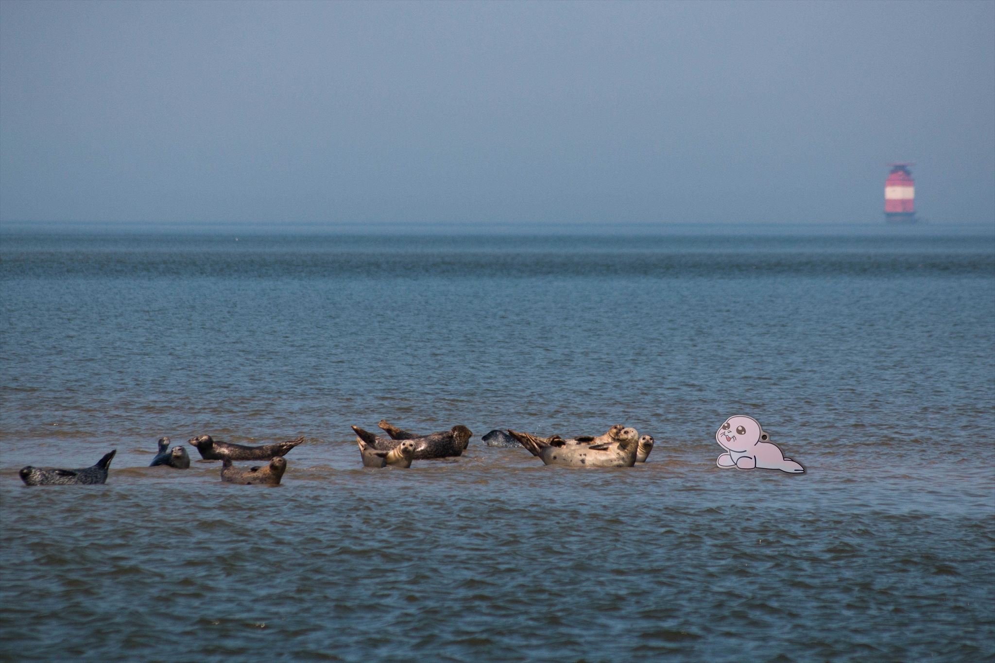 Das Bild zeigt als Fotomontage den Trackable mit echten Seehunden und einem Leuchtturm.