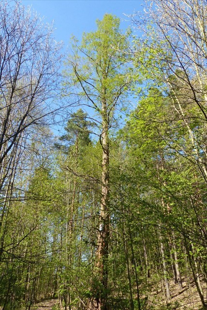 https://s3.amazonaws.com/gs-geo-images/419975df-fd1c-4277-8ab7-a0b06ac8b5b3_l.jpg