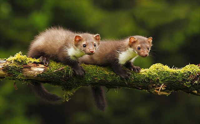 Fotografie Kuny lesní 2