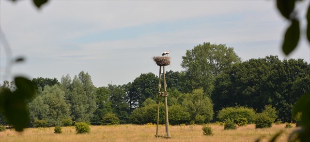 Jungstörche im Nest