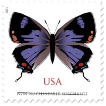 coloradohairstreak