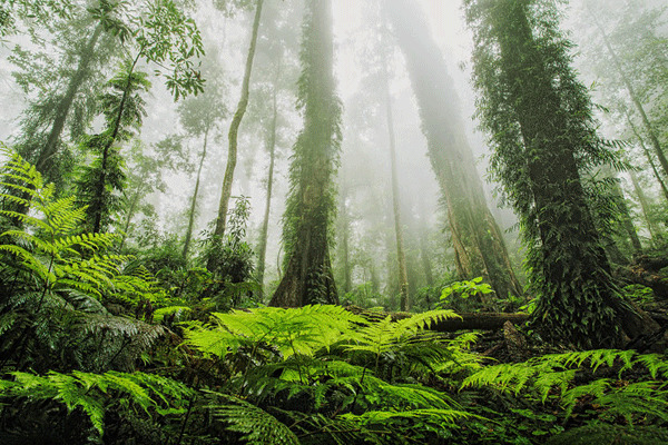 GC8V8XZ The Gondwana Rainforests of Australia ? (Traditional Cache) in ...