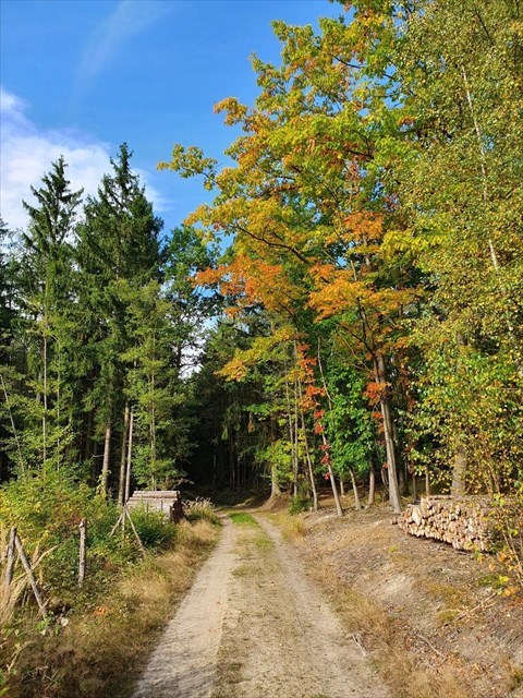 lesní cesta mezi Brdem a rozcestím U Kotanče