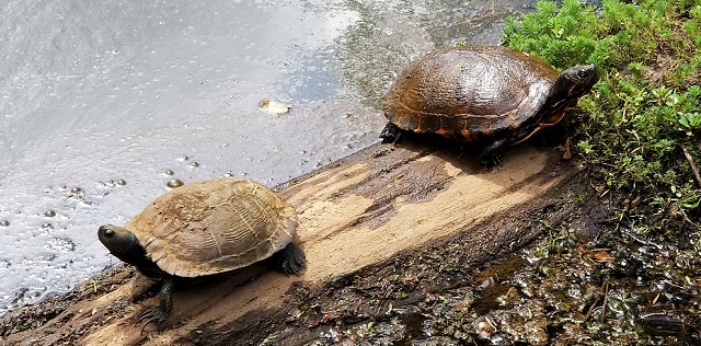 Newman Turtles