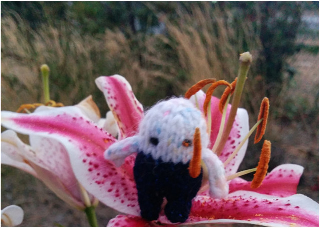 Gati on a flower
