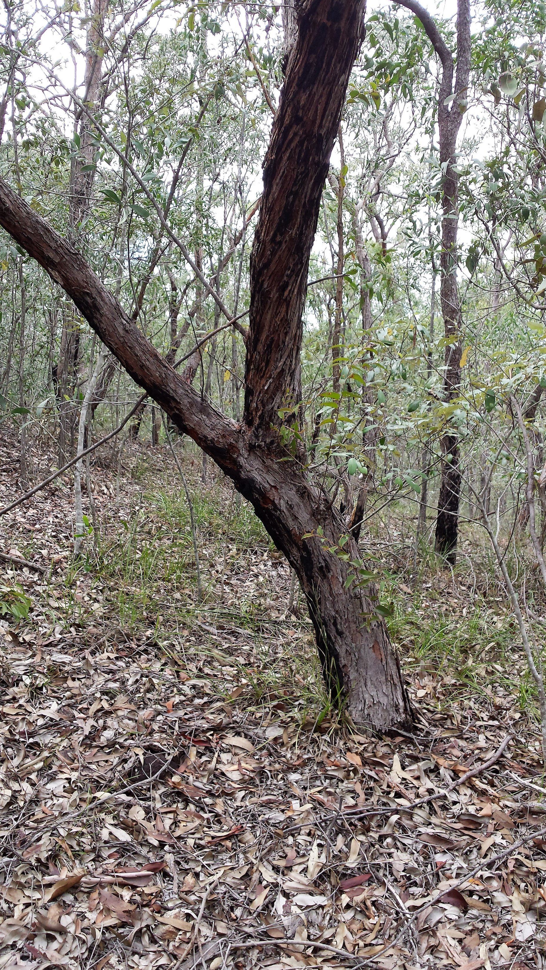 Contact me if no Image