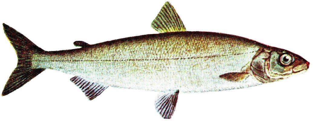 Fisch6