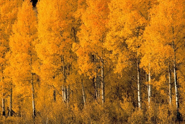 aspen tree