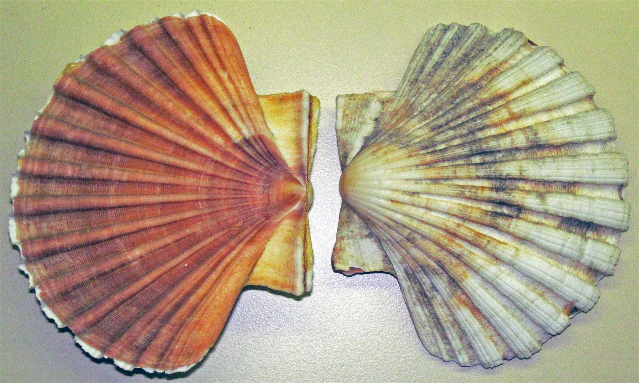 Hrebenatka svätojakubská (Pecten jacobaeus)