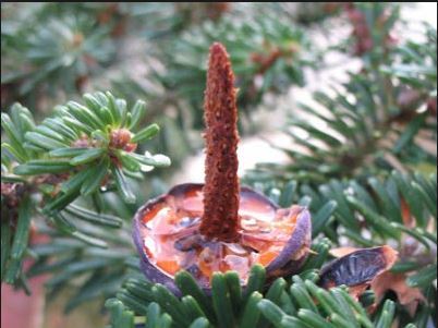 Et sikkert kendetegn for nordmannsgran er de totalt afskallede kogler