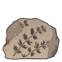 Compression fossil - Fossils collection