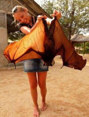 Flying Fox Bat