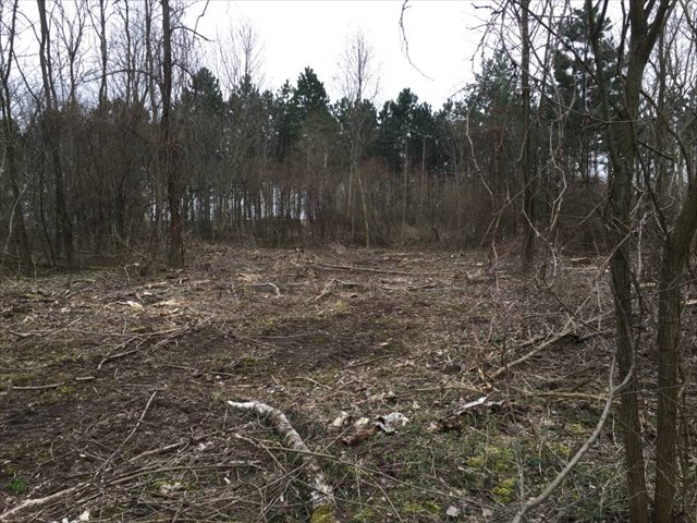 GC6G1R7 IN MEMORIAM - WO DER WALDSCHRAT WOHNTE (Traditional Cache) in