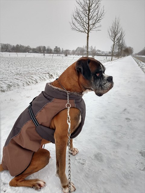 Scott langs de Dedemsvaart januari 2021