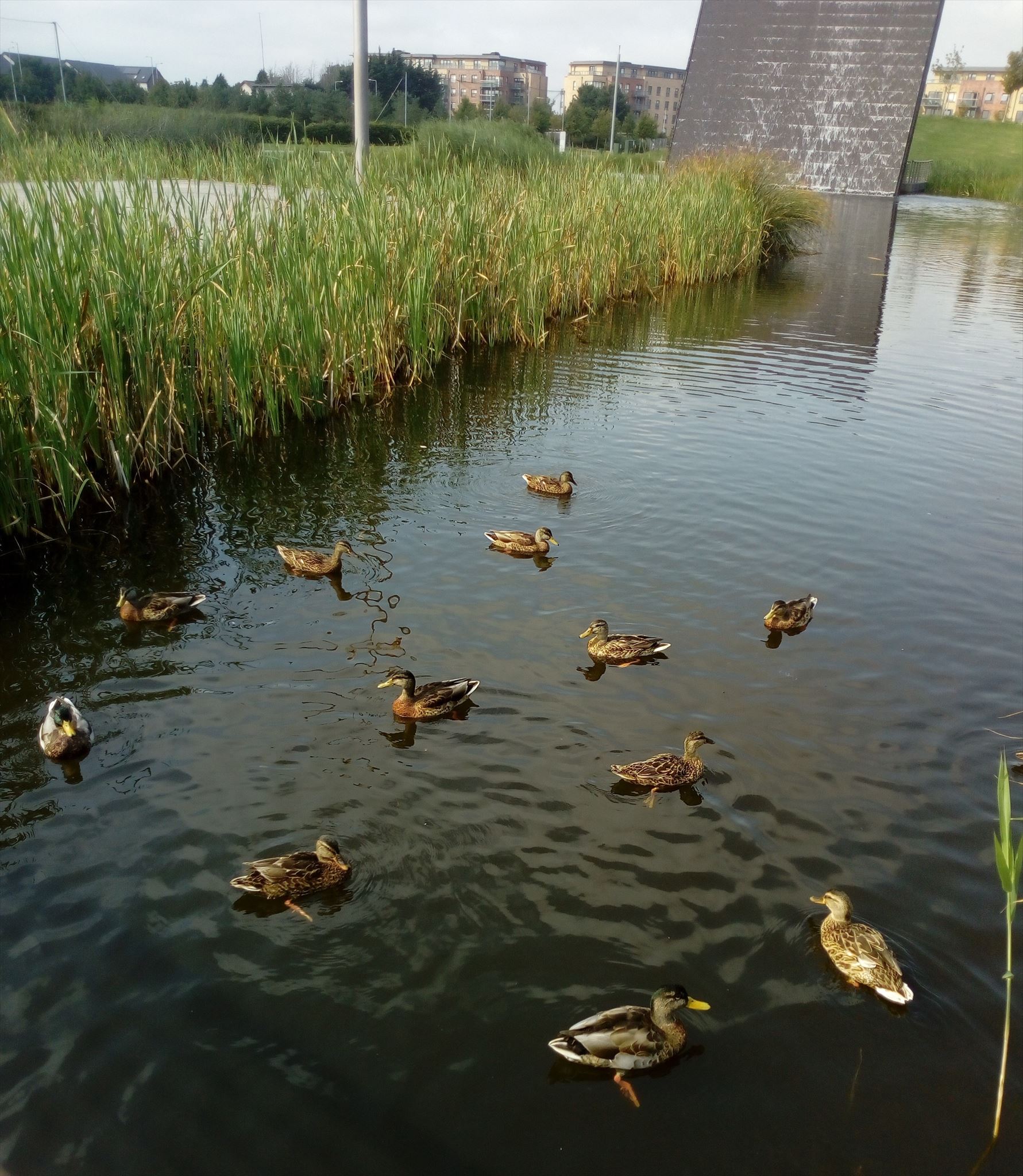 Quack Out GC8YEQ0 Quack In & Out (Traditional Cache) in Dublin, Ireland created ...