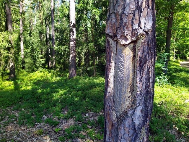 smolařením poškozená borovice