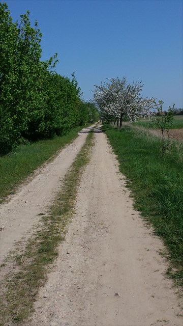 Apfelallee