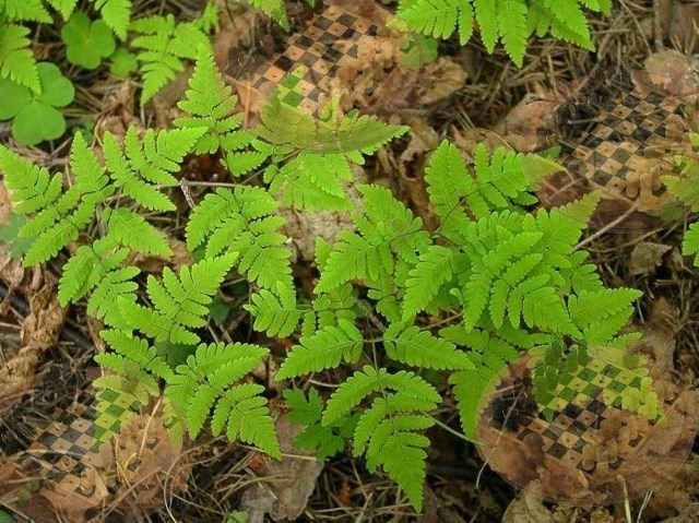 Golokuchnyk_inengllanguage_youcantousebifidCipherfromgeocachingtoolbox