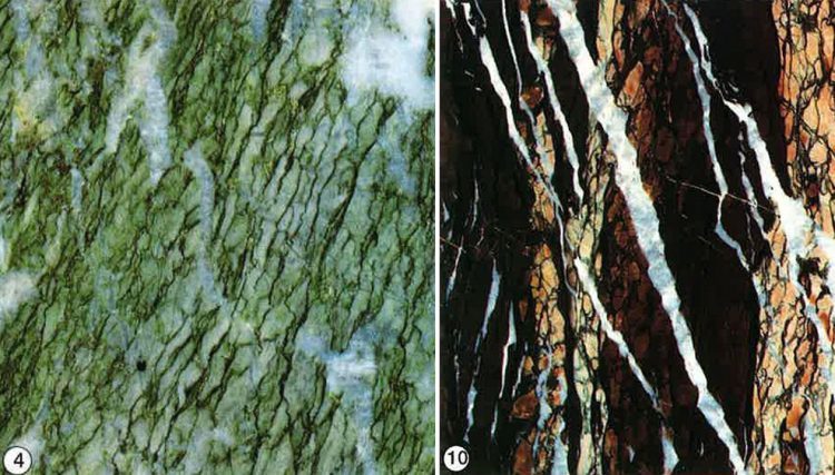 Campan vert (à gauche) et Campan Rubané (à droite)