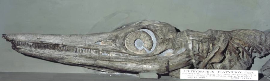 Ichtyosaurus platyodon