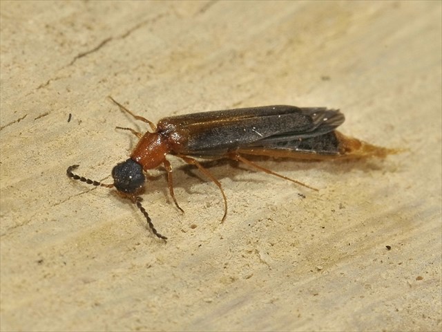 lesan lodničník (Lymexylon navale)