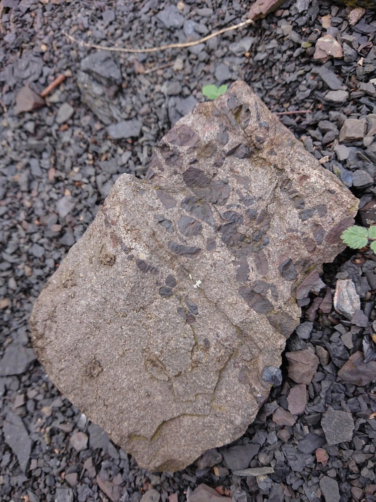 Sidérite et psammite