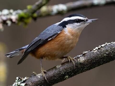 Red-breasted nuthatch
